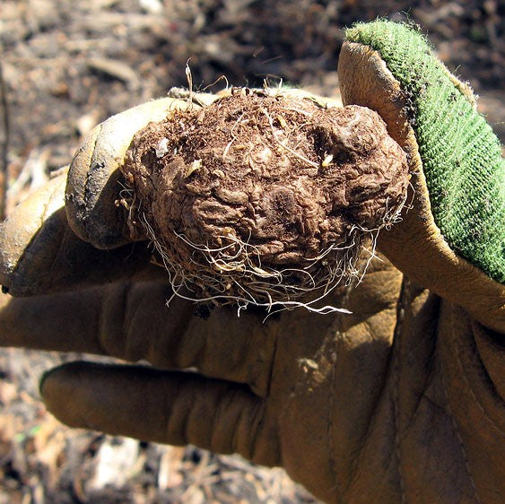 Close up of freshly dug up liatris bulb.