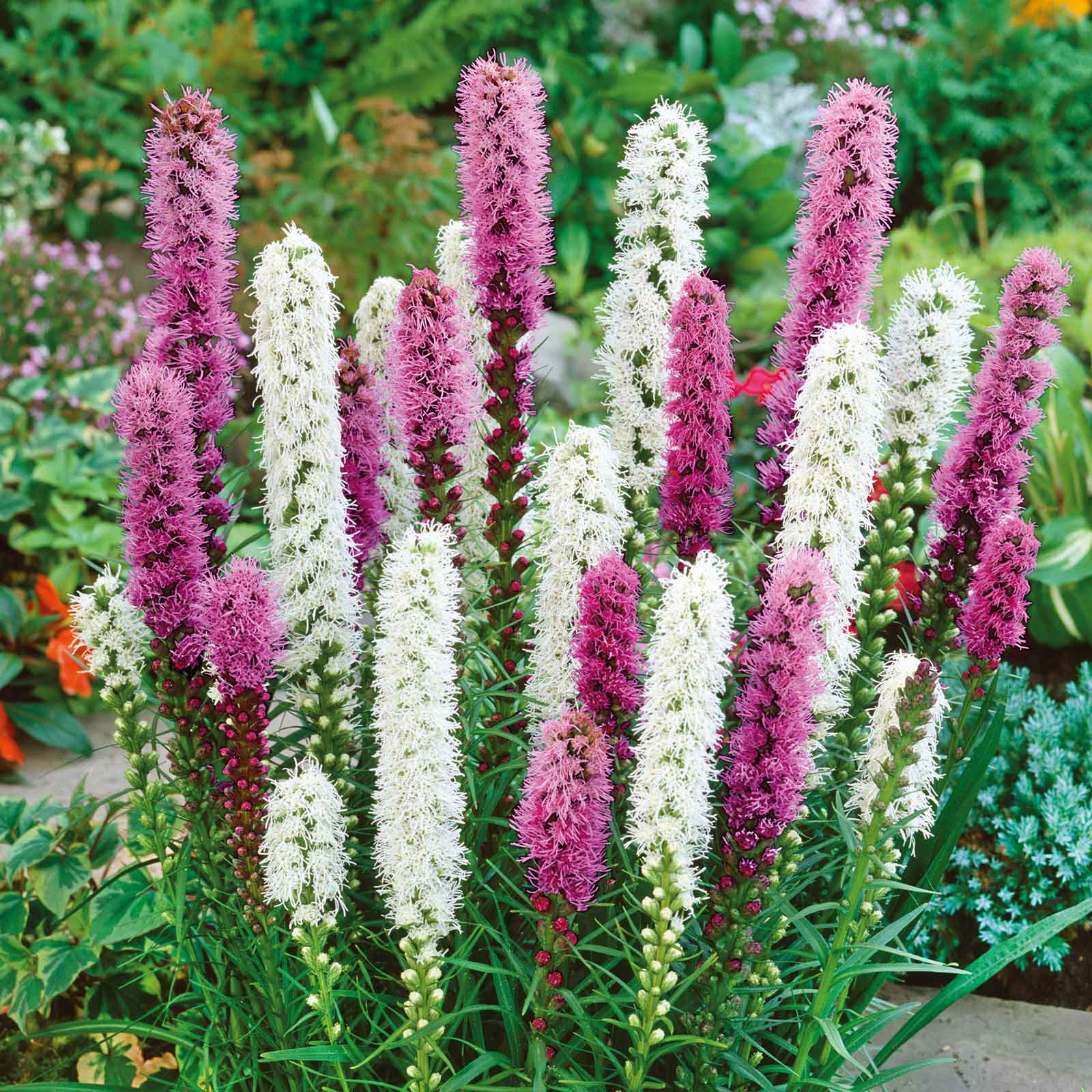 Close-up of a Liatris spicata Blazing Star flower, showing its vibrant purple florets and tall stalk.
