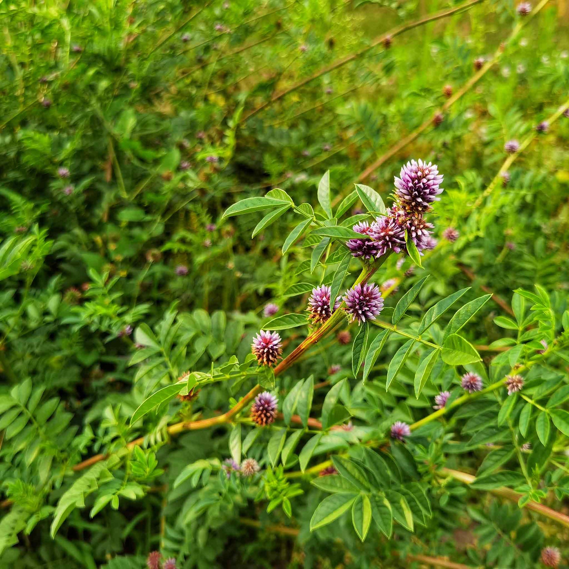 A close-up of a vibrant green licorice plant with several flowers clearly growing on a stem.
