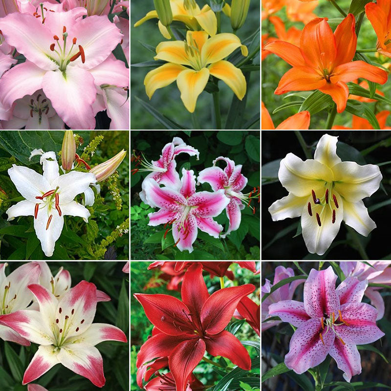 Grid of colorful long lasting lily bulb mix blooms including pink, yellow, and red varieties.
