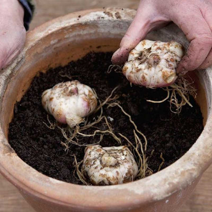 Lily bulbs with roots and green sprouts in a brown clay pot with dark soil.