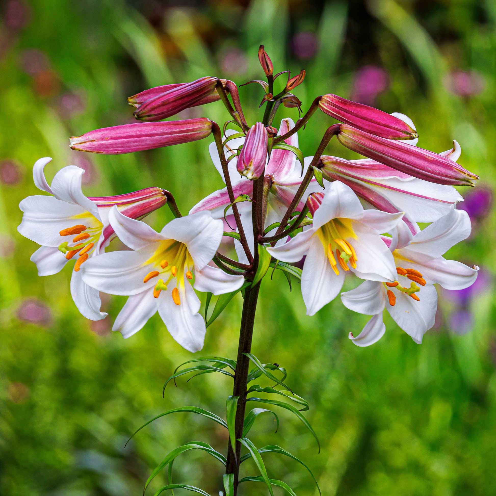 White lily regale with a yellow throat and prominent stamens in a green garden.