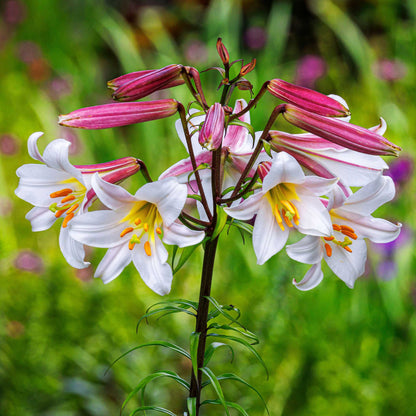 White lily regale with a yellow throat and prominent stamens in a green garden.