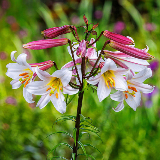 White lily regale with a yellow throat and prominent stamens in a green garden.