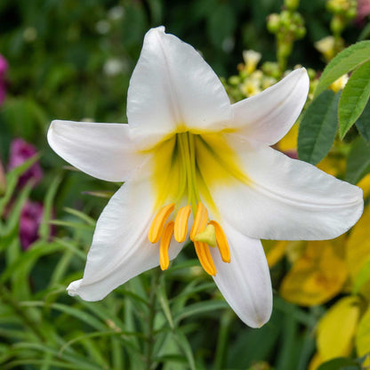 White lily regale bloom with long stamens and a pink hint against a blurred background.