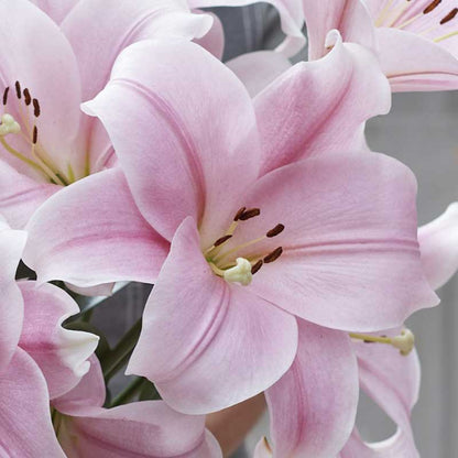 White lily cali with purple accents on petals viewed from above with a green background.