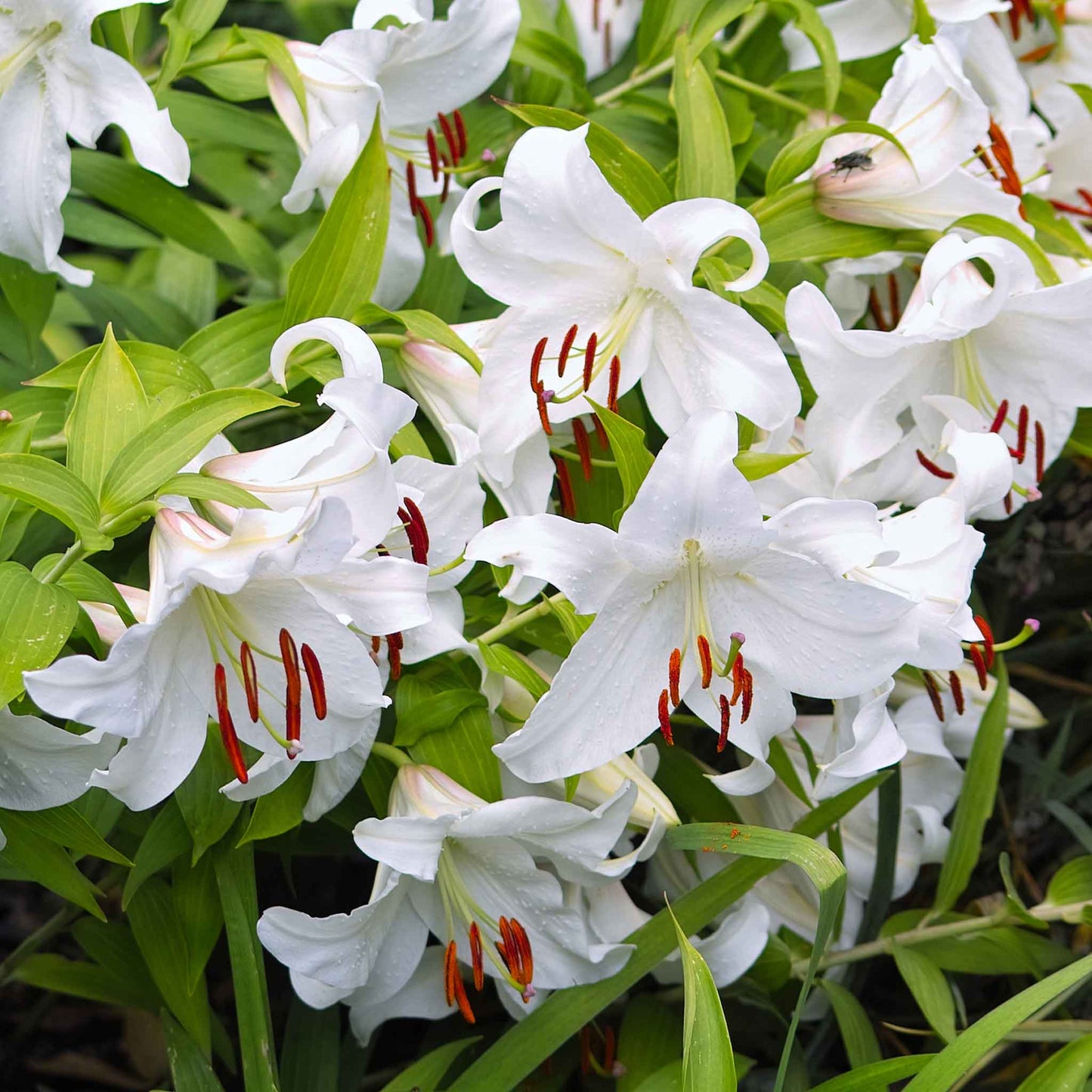 White lily casablanca blooms with green foliage visible in the background.