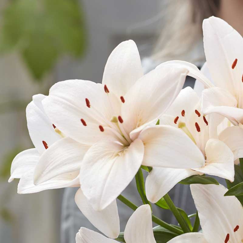 Three white lily coral county blooms with orange accents against a bright soft background.