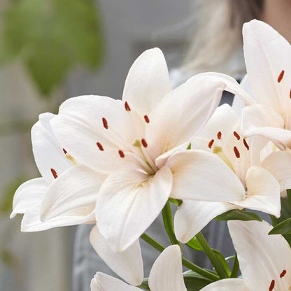 Three white lily coral county blooms with orange accents against a bright soft background.