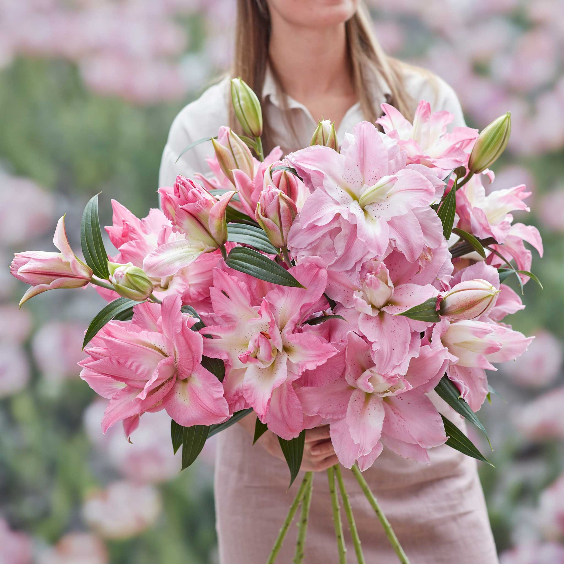 Pink lily double pink mix blooms in a garden with a blurred pink floral background.