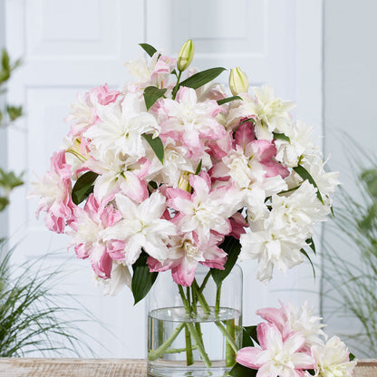 Pink lily double romantic mix with layered petals and a yellow-green center, white background.
