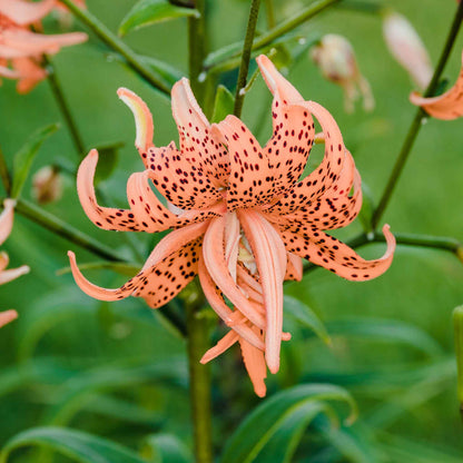 Orange double tiger lily with speckled petals and green foliage in the background.