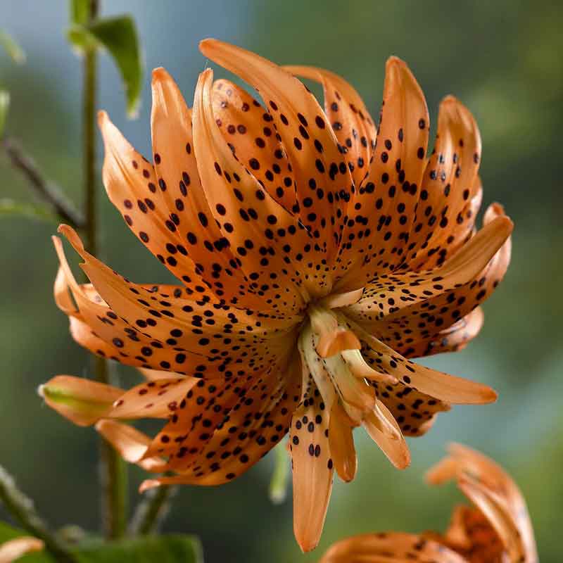 Orange and red double tiger lily with multi-layered petals against a blurred green background.