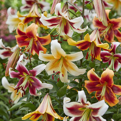 Colorful lily giant ot mix with red, yellow, and white blooms in a garden setting.