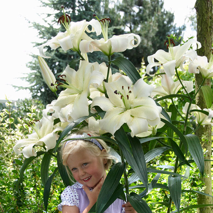 Large white lily giant ot zambesi with yellow center held by a person outdoors.
