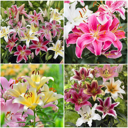 Pink and white lily landscaper mix blooms close-up with a blurred garden background.