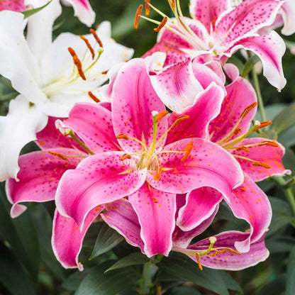 Tall pink-purple lily landscaper mix stalks with multiple blooms in a field under a bright sky.