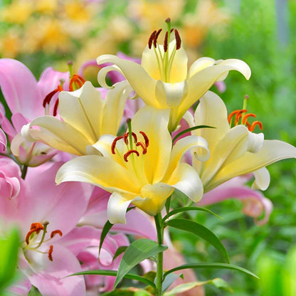 Orange lily landscaper mix with dark spots on petals against a blurred green background.