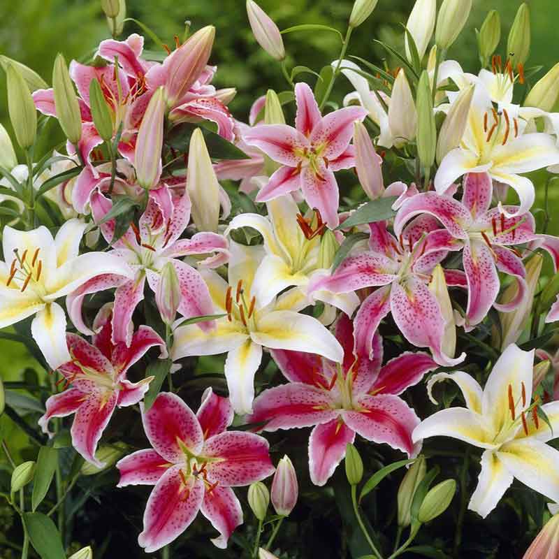 Pink lily landscaper mix with speckled petals and a yellow throat against a blurred background.