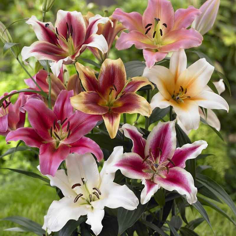Pink and white lily landscaper mix bloom against a soft blurred green background.