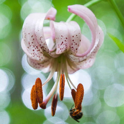 Pink lily martagon mix with speckled reflexed petals against a soft green background.