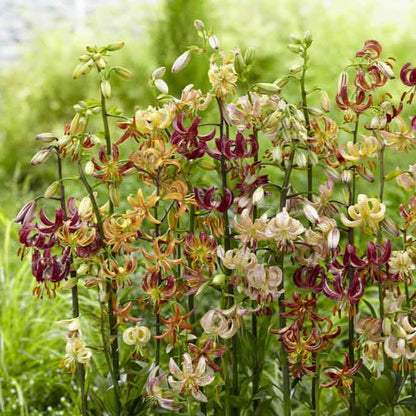 Dark red lily martagon mix with spotted petals in a garden with green foliage.