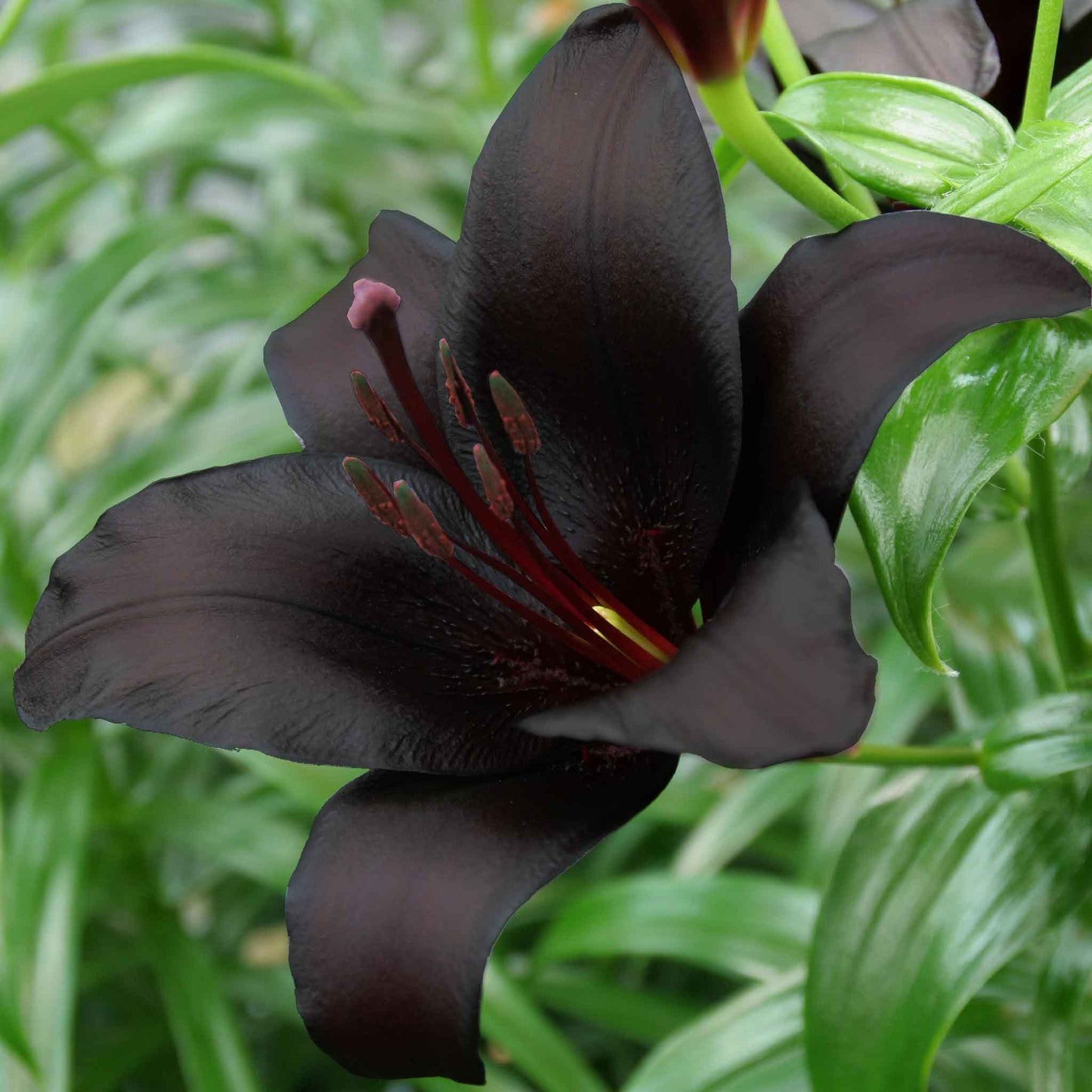 Single dark purple lily night rider with black freckles against a blurred green background.