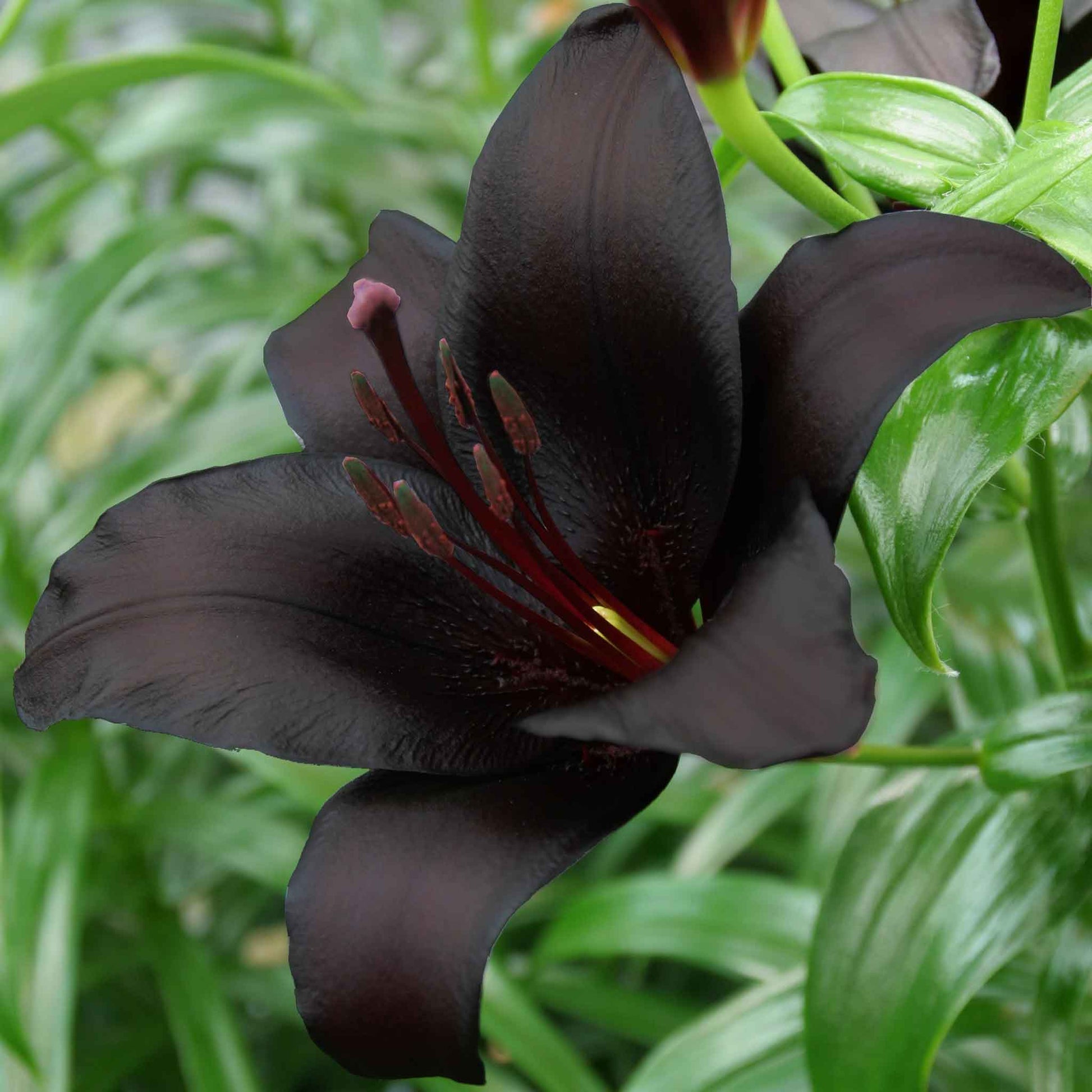 Single dark purple lily night rider with black freckles against a blurred green background.
