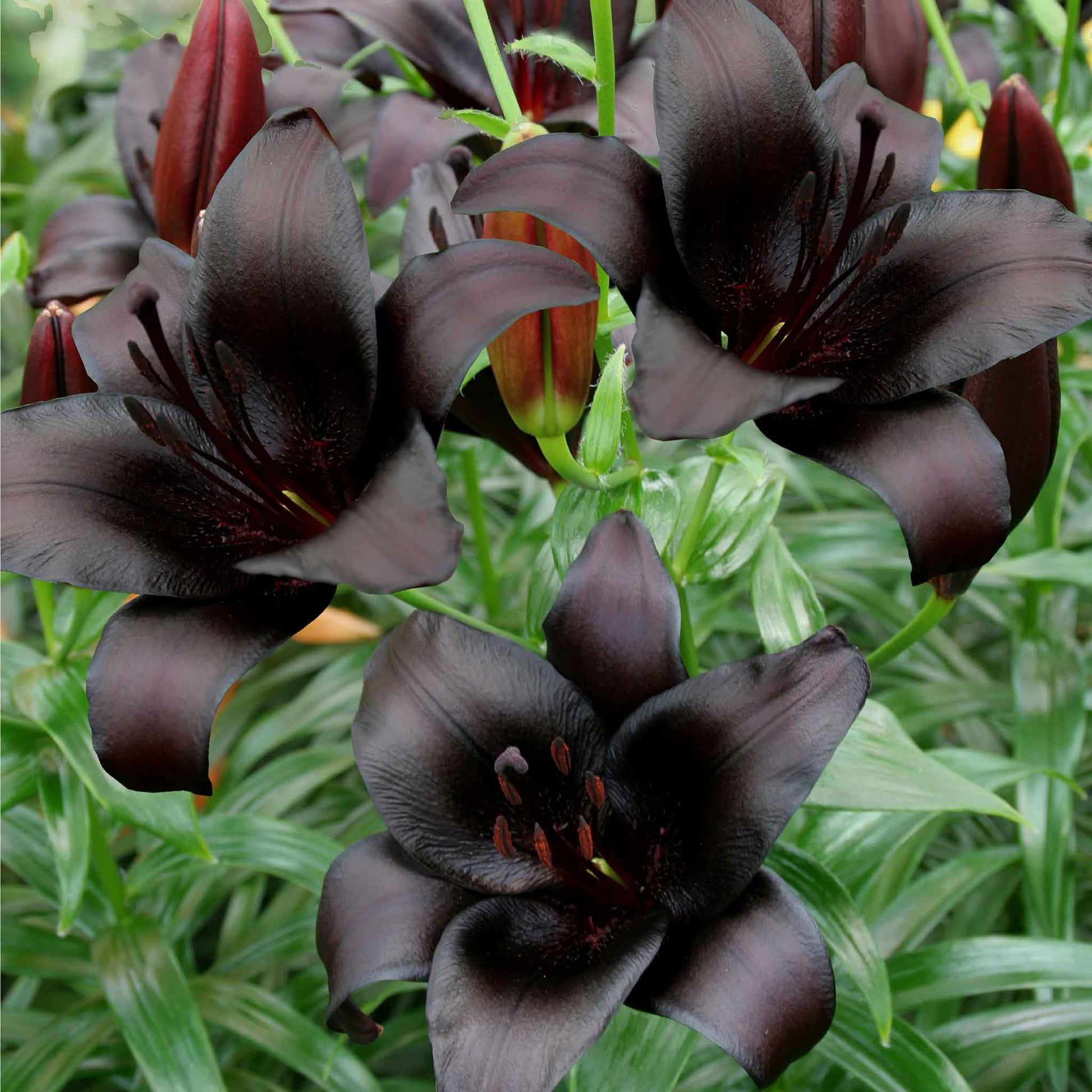  Dark purple lily night rider in bloom with small green leaves in the background.