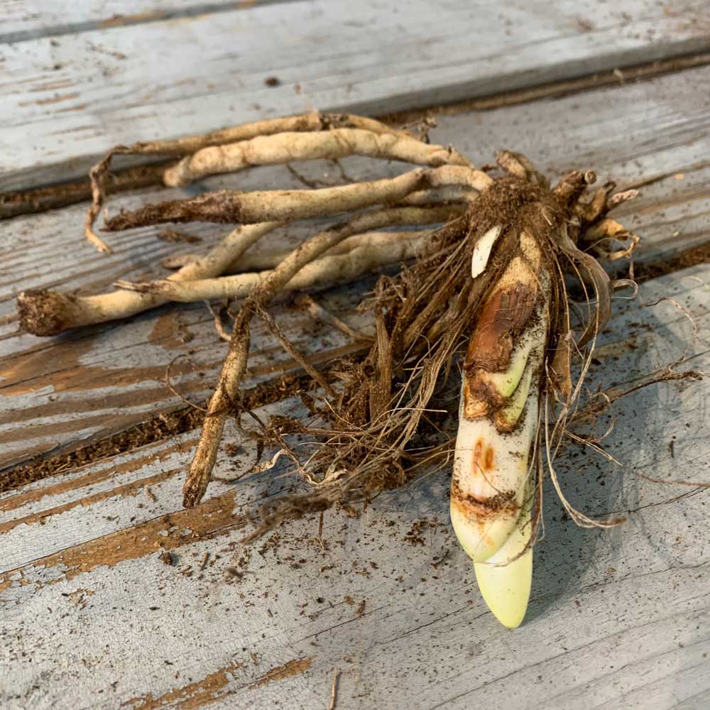 Lily of the Nile roots with dirt on the roots on a wooden surface