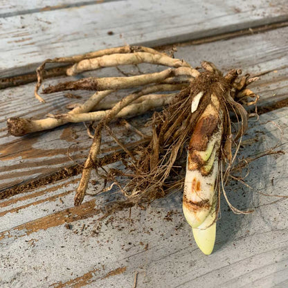 Lily of the Nile roots with dirt on the roots on a wooden surface