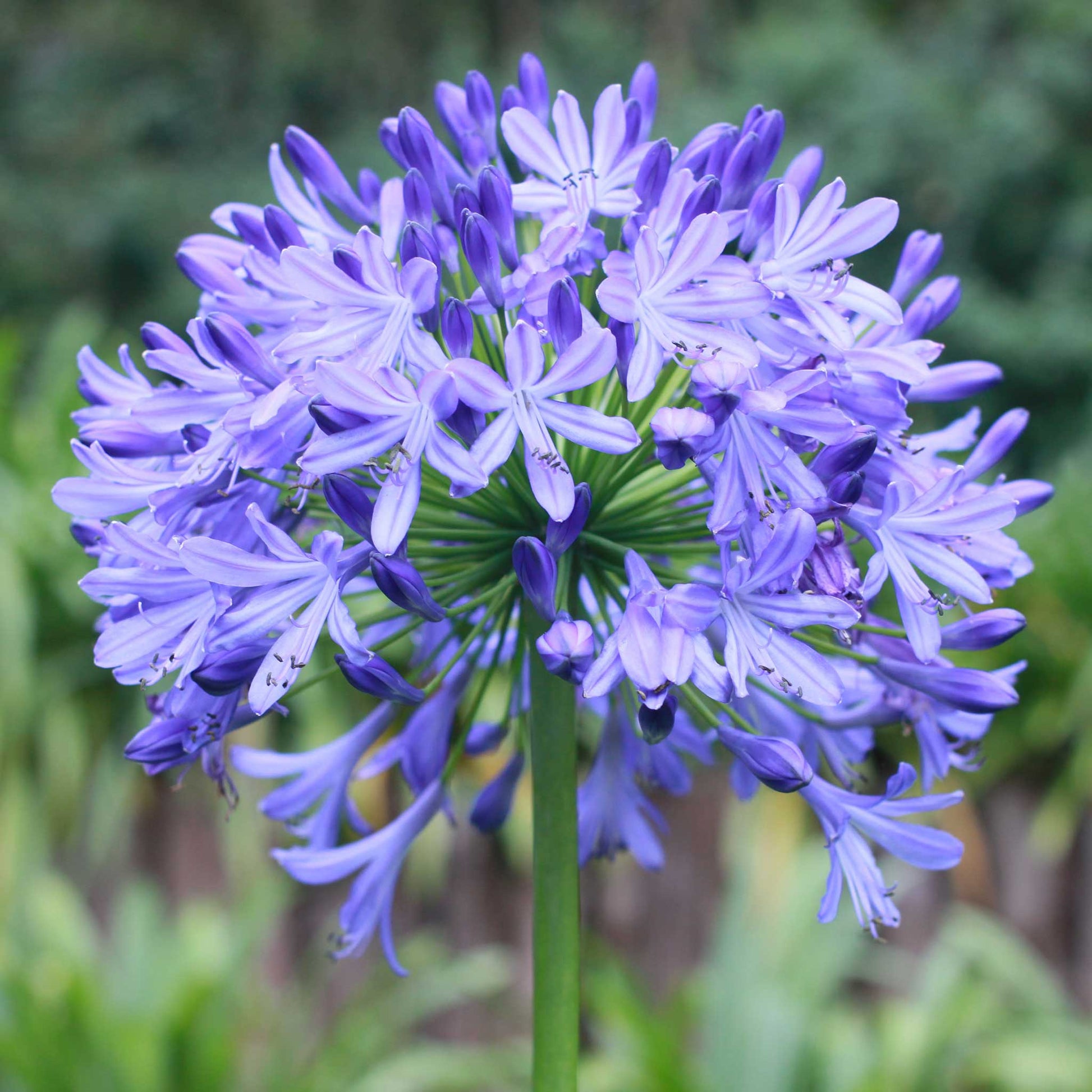 A close-up of a vibrant purple lily of the nile flower, showcasing its intricate petals and stamen.