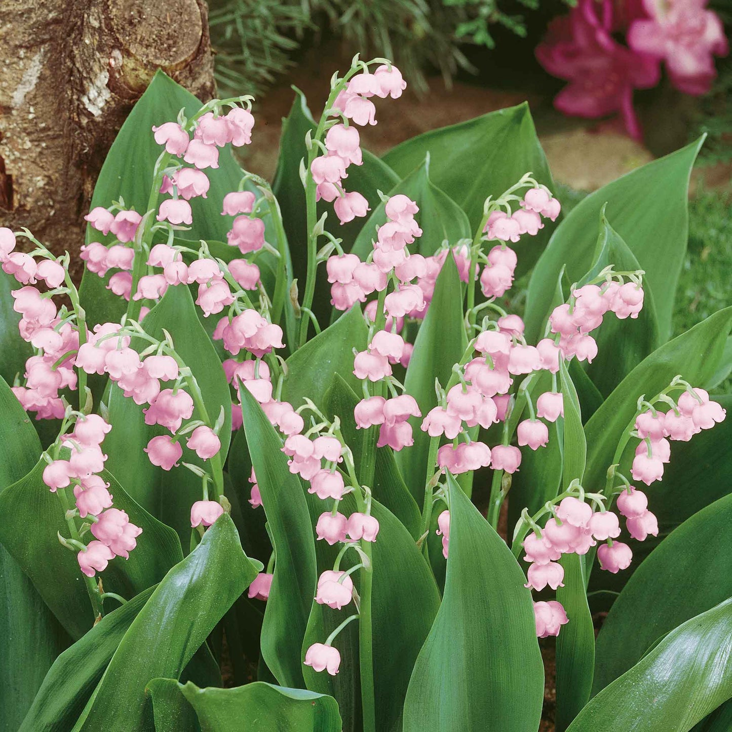 Pink lily of the valley flowers in a cluster with bright green leaves in a garden.