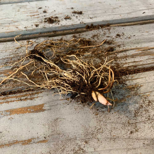  Lily of the valley roots with brown fibrous texture on a rustic wooden surface.