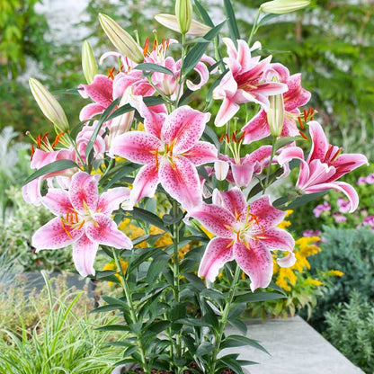 Pink lily stargazer blooms clustered together against a soft blurred garden background. | copyright: Floramedia UK Ltd