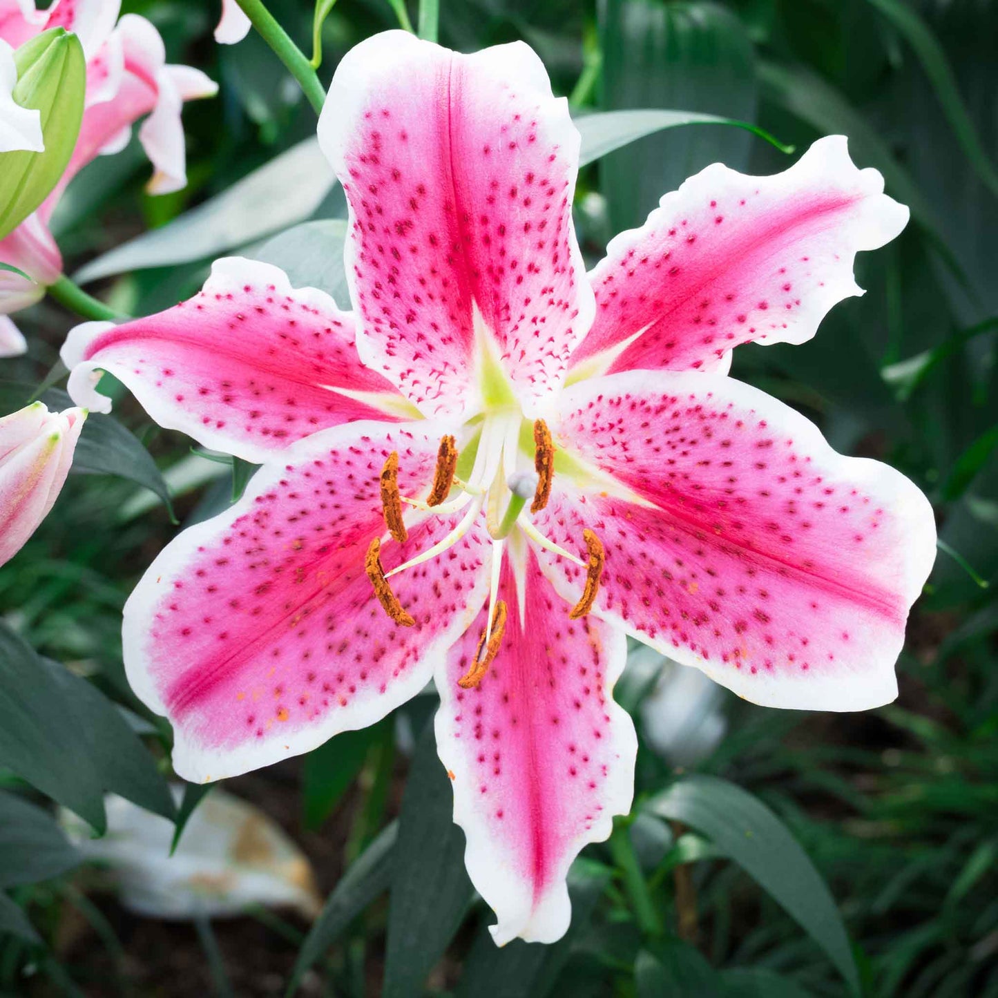 Pink lily stargazer close-up with white edges and red spots against a blurred background.