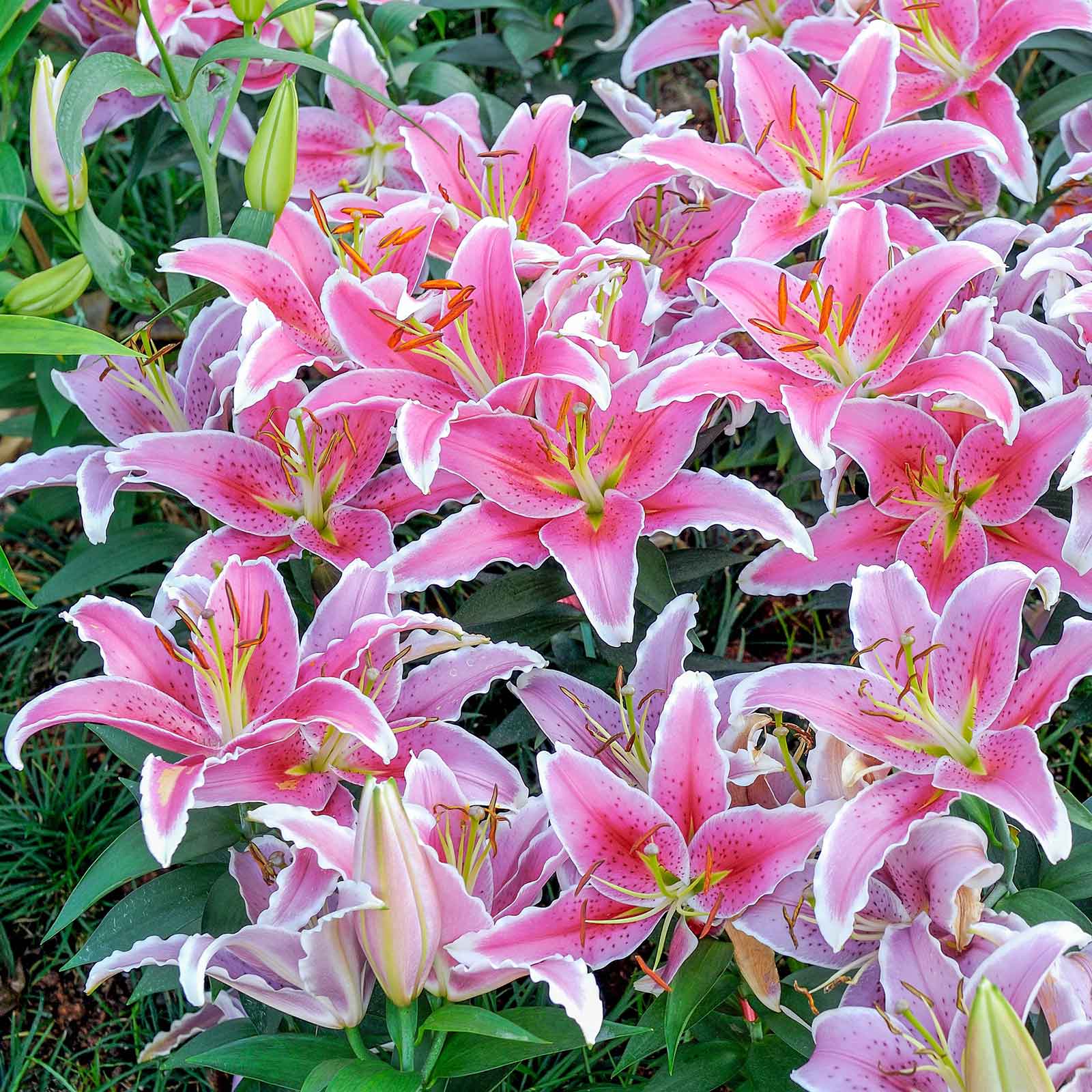 Pink lily stargazer blooms with white petal edges and red spots in a garden setting.