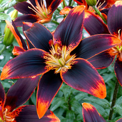 Deep orange lily starlette with dark spots and prominent stamens against a dark background.