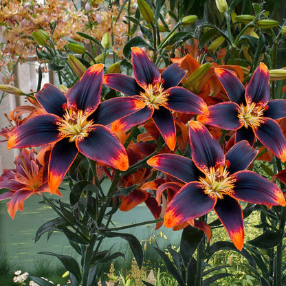 Deep orange and dark lily starlette blooms close-up against a dark blurred background.