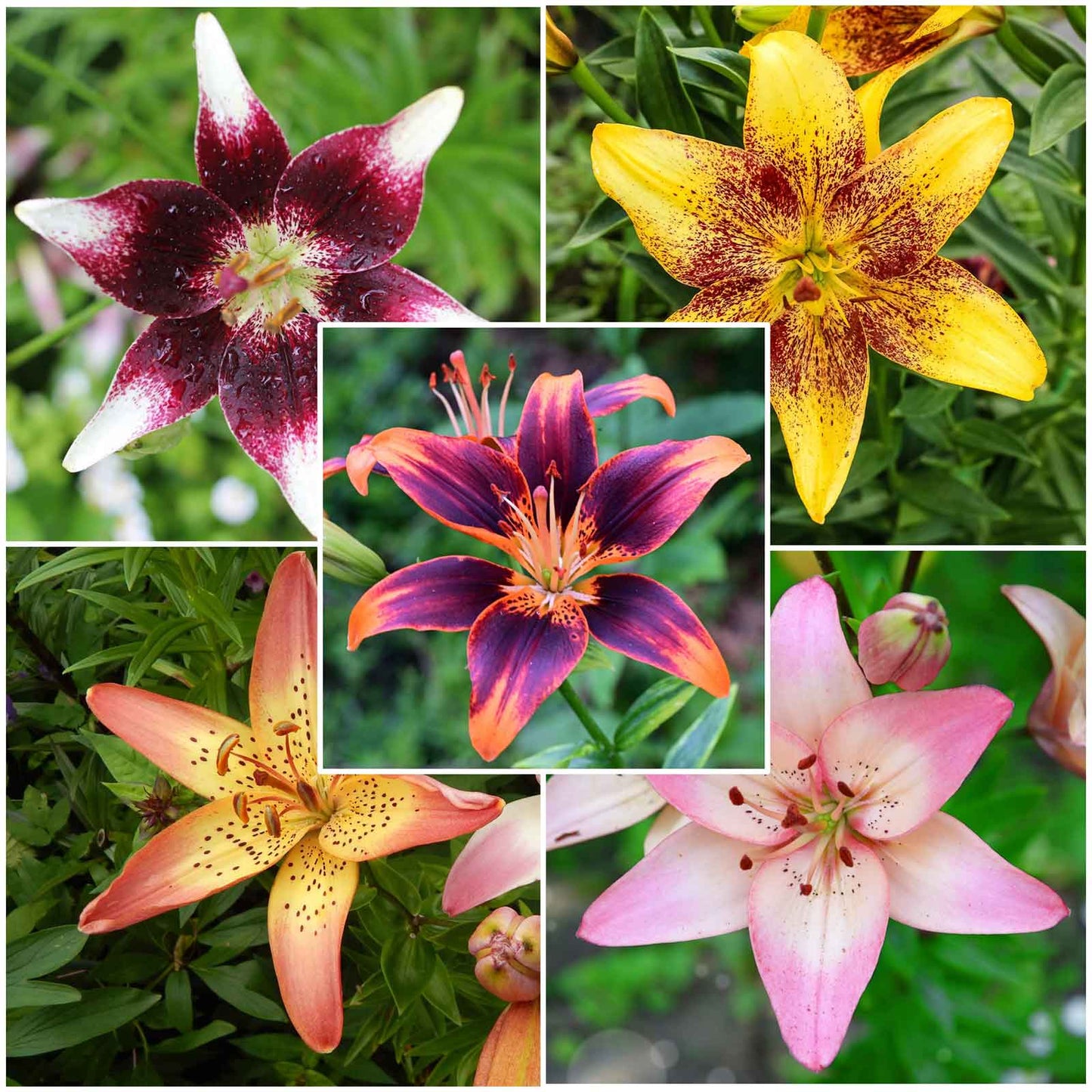 Orange lily tango mix with dark speckles on petals against a blurred green background.