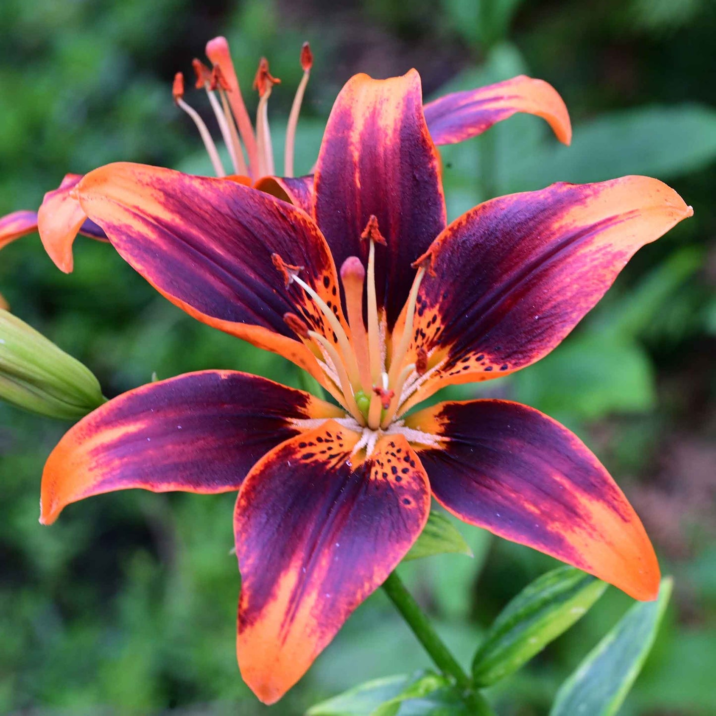 Dark red and orange lily tango mix blooms in a close-up garden setting.