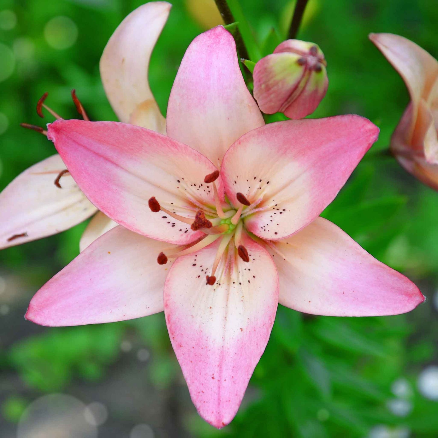 Five light pink lily tango mix blooms in an overhead shot against a green background.