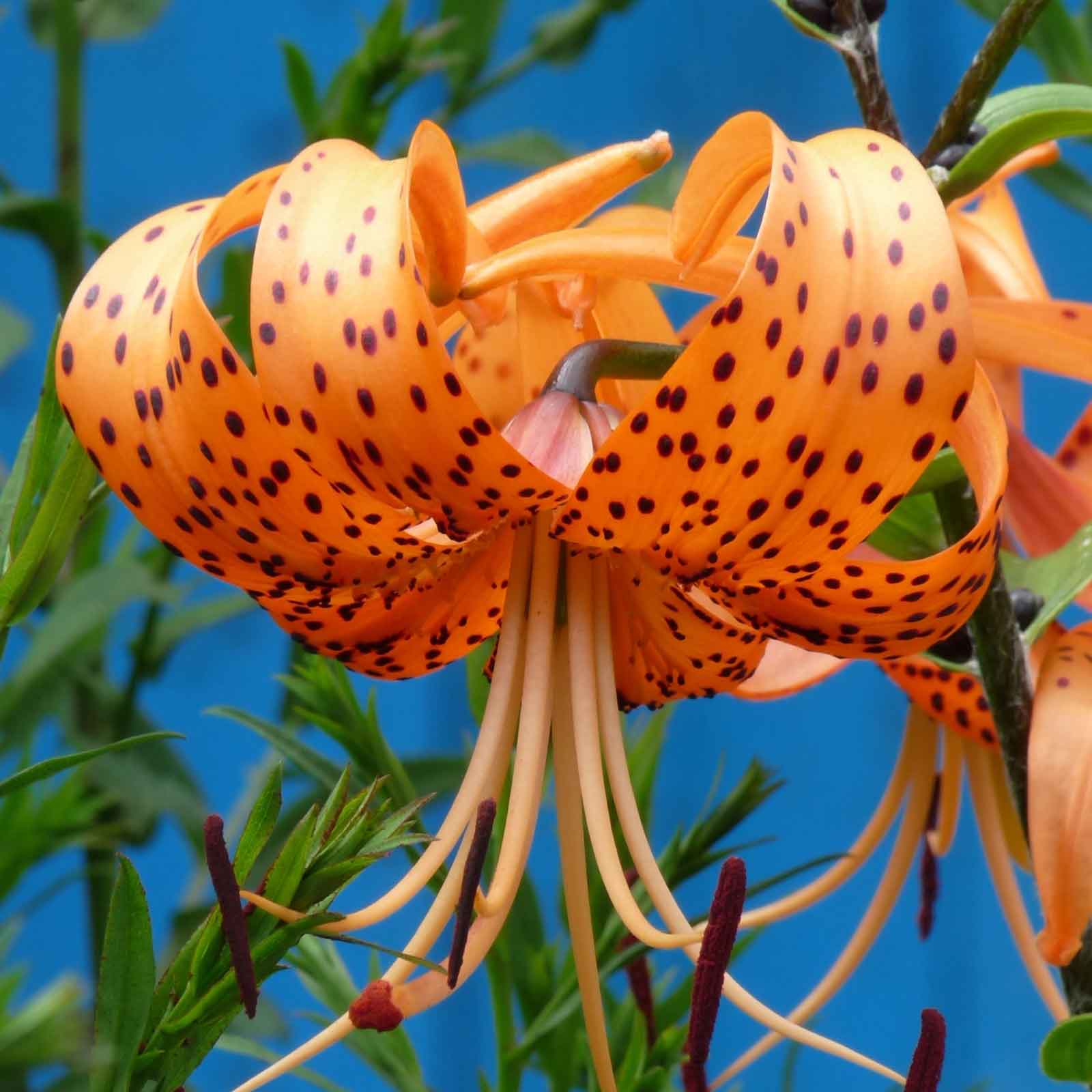 Close-up of orange lily tigrinum splendens with dark spots against a blue sky background.