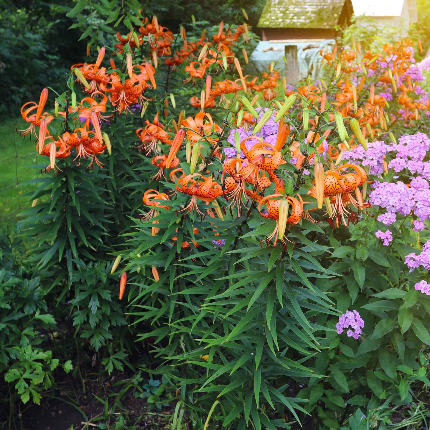 Orange lily tigrinum splendens in a garden with purple and green flowers in the background.