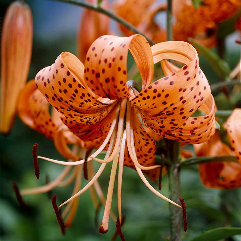 Orange lily tigrinum splendens with dark spots blooming against a bright blue background.