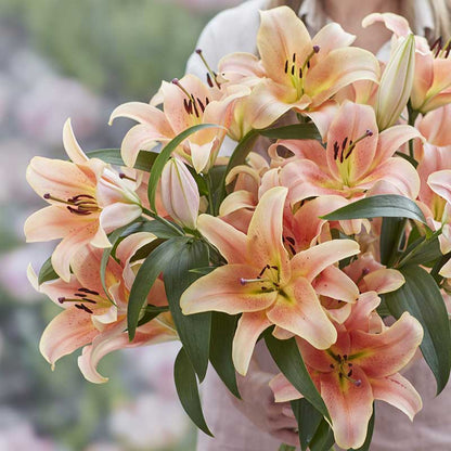 Orange lily zelmira blooms with dark spots in a soft blurred garden setting.