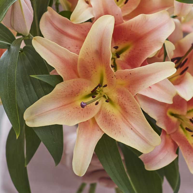Soft orange lily zelmira with delicate petals and prominent stamens against a blurred background.