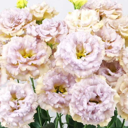 Lisianthus celeb blue chateau pale purple ruffled blooms with a green center on a white backdrop.