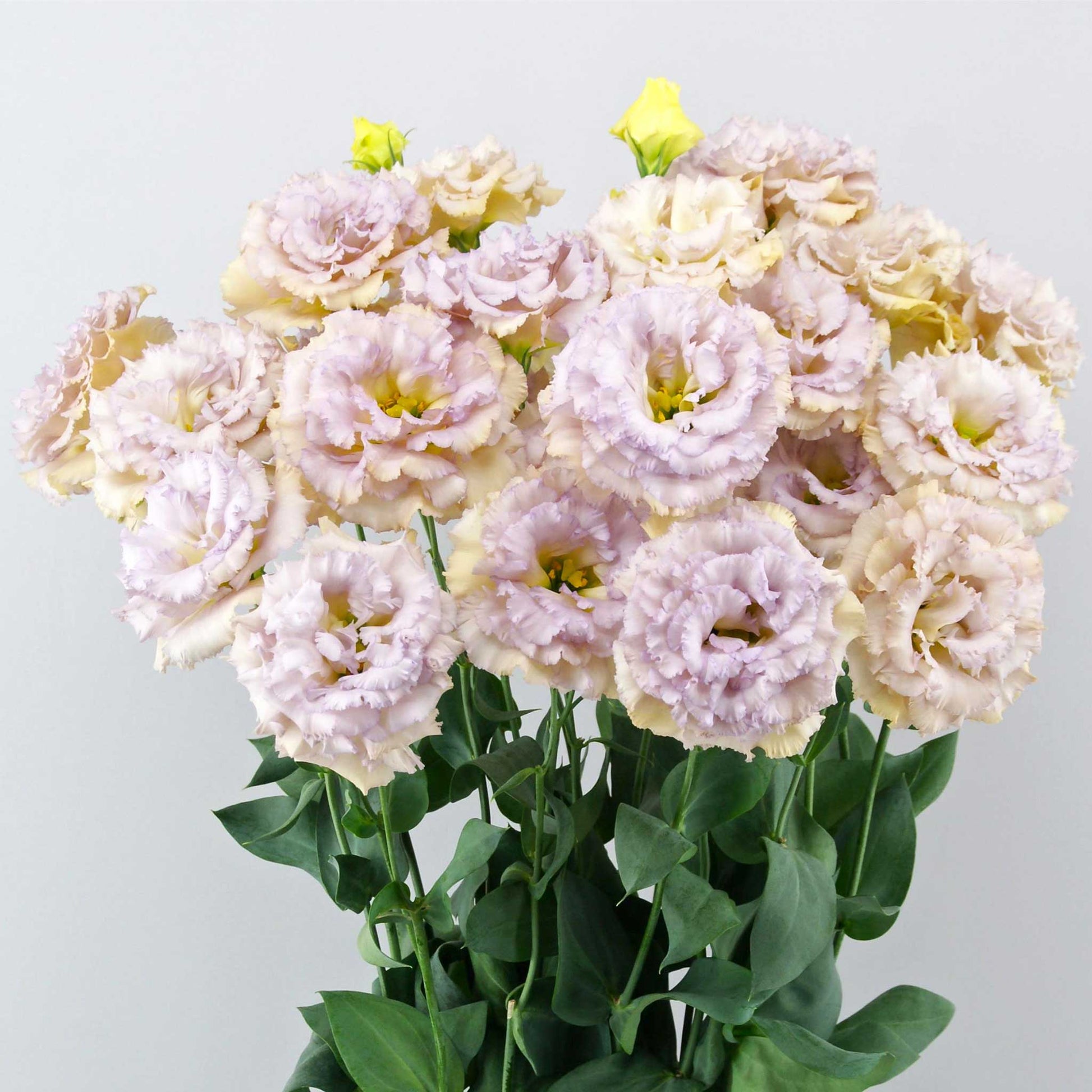 Lisianthus celeb blue chateau soft purple layered blooms with ruffled petals on a plain backdrop.