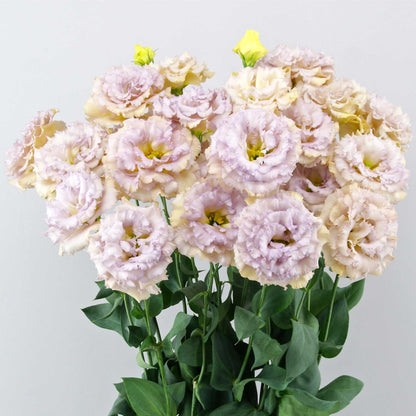 Lisianthus celeb blue chateau soft purple layered blooms with ruffled petals on a plain backdrop.